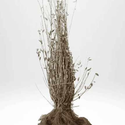 Landscape Q ! Parti Ligustrum Atrovirens BR - 25 st - 120/140 cm - Fri Frakt