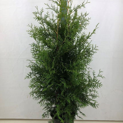 Landscape Q ! Parti Thuja Brabant 180-200 cm - C15 - 10 st - Fri Frakt