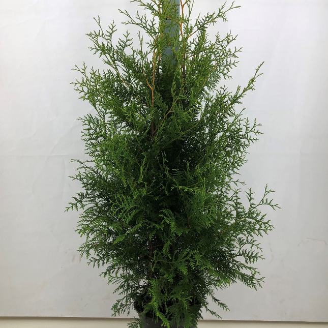 Landscape Q ! Parti Thuja Brabant 180-200 cm - C15 - 10 st - Fri Frakt
