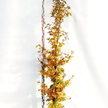Landscape Q ! Parti Fagus Sylvatika Bok BR - 32 st - 225/250 cm - Fri Frakt