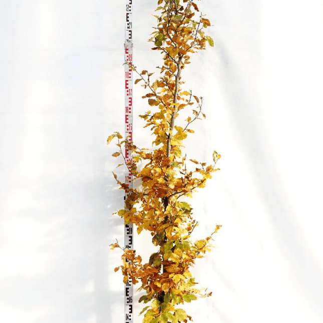 Landscape Q ! Parti Fagus Sylvatika Bok BR - 32 st - 225/250 cm - Fri Frakt
