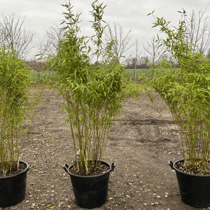 Parti Bambu Dino C47 - 3 st - 100/125 cm - Fri frakt