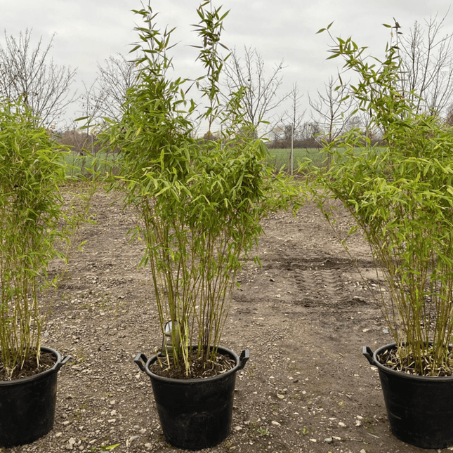 Parti Bambu Dino C47 - 3 st - 100/125 cm - Fri frakt