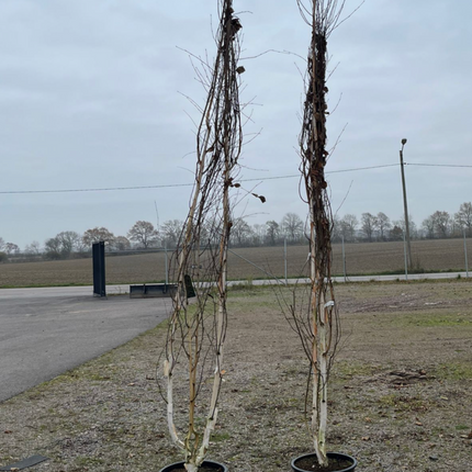 Landscape Q ! Himalayabjörk Doorenbos- 2 st - 250/275+ cm - Endast avhämtning