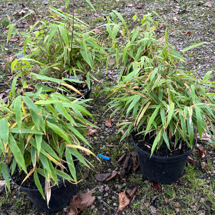 Parti Bambu Dino C5 - 17 st - 30/50 cm - Fri frakt