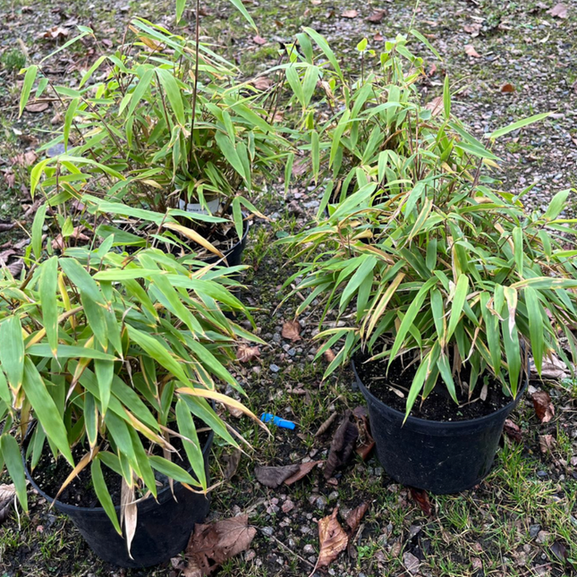 Parti Bambu Dino C5 - 17 st - 30/50 cm - Fri frakt