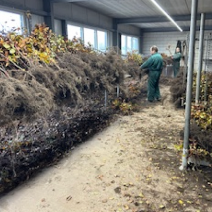 Köp Bok - BR - Välj storlek på plantan - 25 pack Remco Avenbok