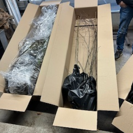 Köp Bok - BR - Välj storlek på plantan - 25 pack Remco Avenbok