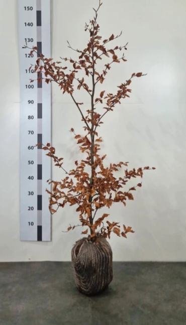 Bok, frilandsodlad 125-150 cm -RB  - Kvalitet LQ