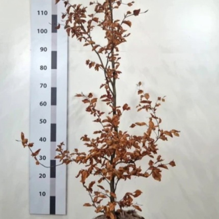 Köp Bok, frilandsodlad 150-175 cm - RB - Kvalitet LQ Remco Bok