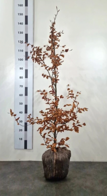 Bok, frilandsodlad 150-175 cm - RB  - Kvalitet LQ