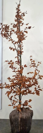 Bok, frilandsodlad 175-200 cm - RB  - Kvalitet LQ