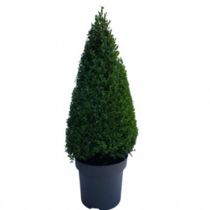 10 pack - Buxbom , pyramid 35-40 cm - Co 3 - Fraktfritt