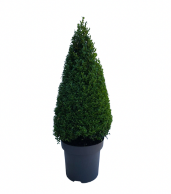 10 pack - Buxbom , pyramid 35-40 cm - Co 3 - Fraktfritt