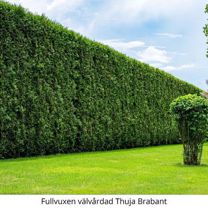 Storpack Thuja Brabant 100-120 cm Krukodlad Co 5, Kvalitet Klass A