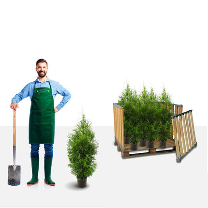 Storpack Thuja Brabant 100-120 cm Krukodlad Co 5, Kvalitet Klass A