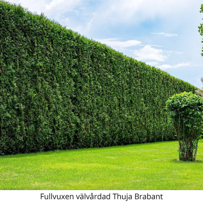 Köp Thuja Brabant 100-120 cm, RB » S Kvalité: S Thuja Brabant