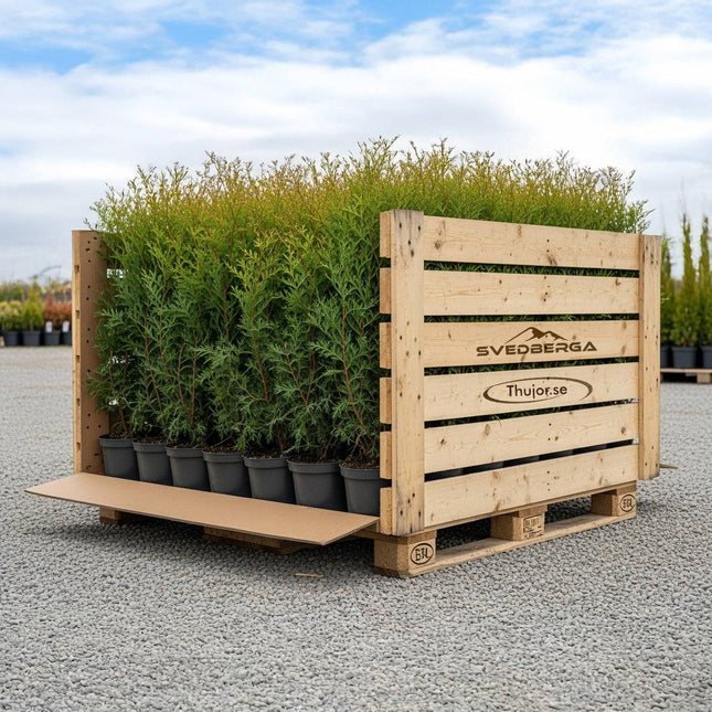 Thuja Brabant 40-60 cm, Co 2 » A