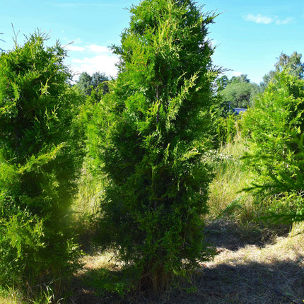 Thuja Brabant 175-200 cm 1:a klass - Svenskodlad