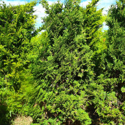 Thuja Columna 180-200 cm 2:a klass - Svenskodlad