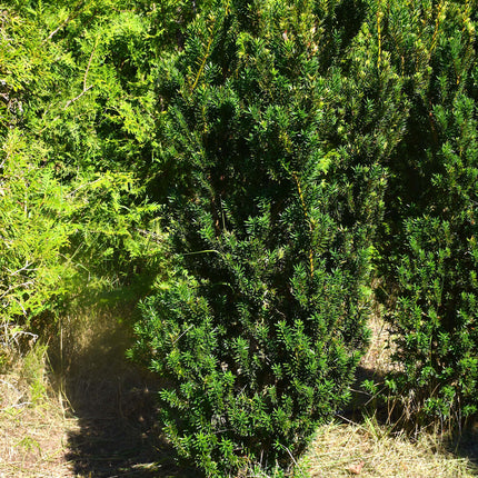Taxus Hilli 100-120 cm 1:a klass - Svenskodlad