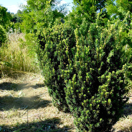 Taxus Hilli 80-100 cm 1:a klass - Svenskodlad