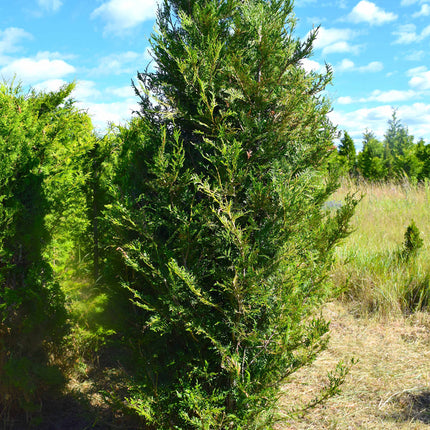Thuja Martin 200-250 cm 2:a klass - Svenskodlad