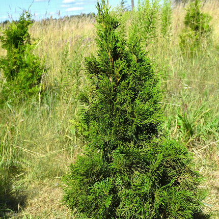Thuja Smaragd 75-100 cm 1:a klass - Svenskodlad