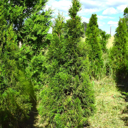 Thuja Smaragd 100-125 cm 1:a klass - Svenskodlad