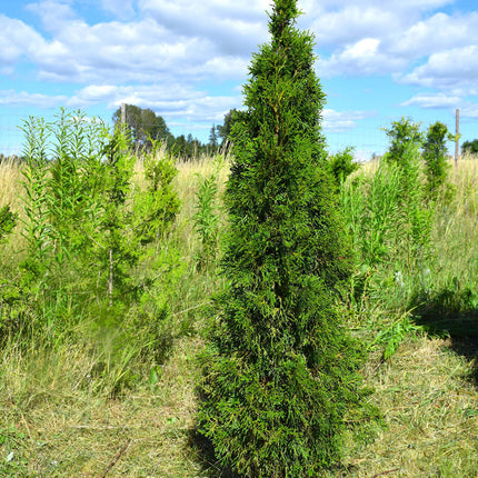 Thuja Smaragd 175-200 cm 1:a klass - Svenskodlad