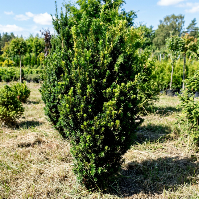 Köp Taxus Hilli 100-120 cm 1:a klass - Svenskodlad Svedberga Plantskola AB Häckväxter
