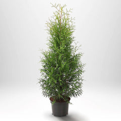 Köp Thuja Brabant 100-120 cm, Co 5 » S Kvalité: S Thuja Brabant