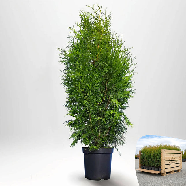 Thuja Brabant 100-120 cm, Co 5 » LQ