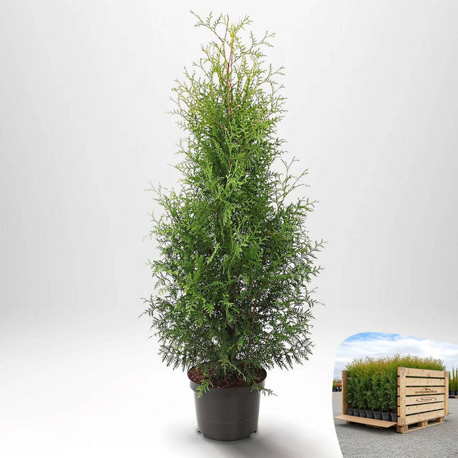 Thuja Brabant 100-120 cm, Co 5 » S