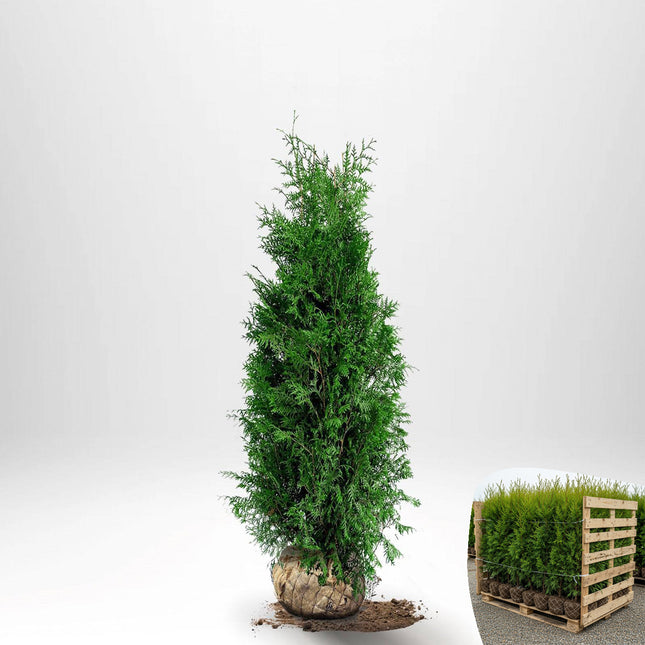 Thuja Brabant 100-120 cm, RB » A