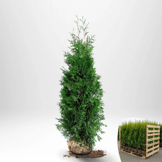 Thuja Brabant 100-120 cm, RB » LQ
