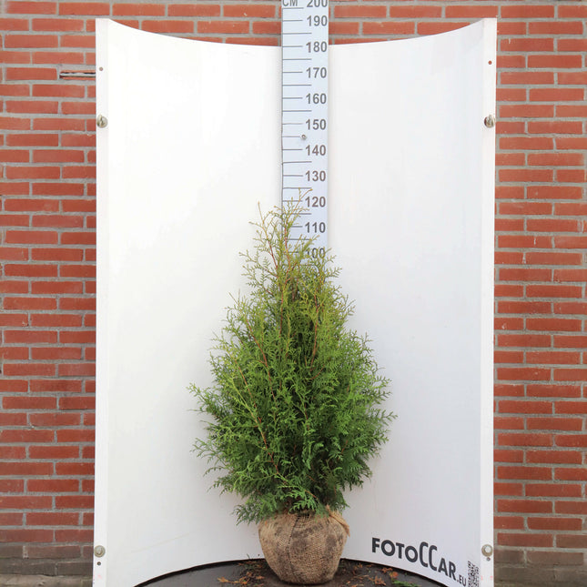 Thuja Brabant 80-100 cm, RB » S » Outlet