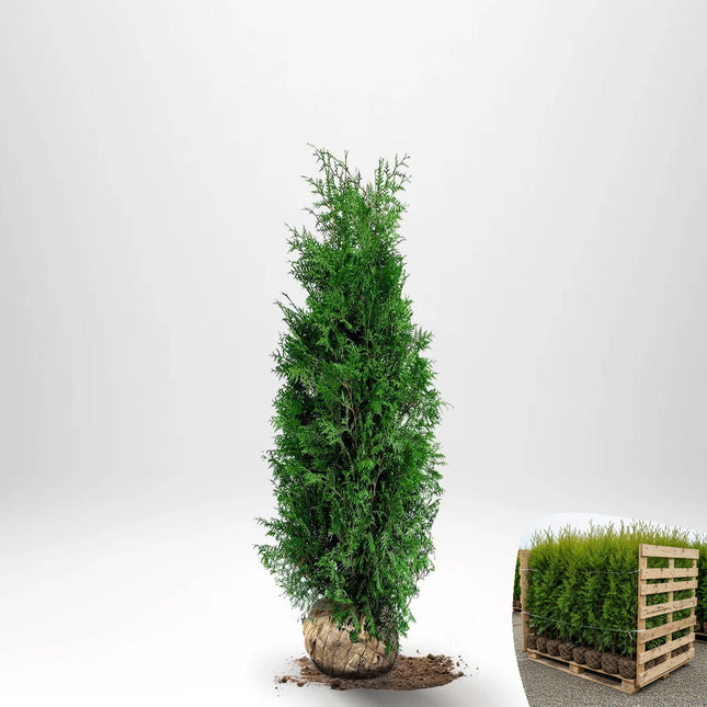 Thuja Brabant 100-120 cm, RB » S