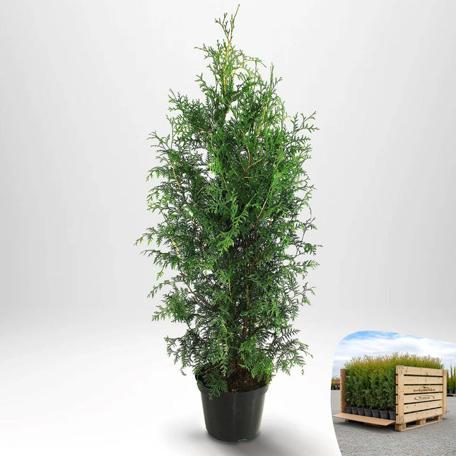 Thuja Brabant 120-140 cm, Co 10 » A