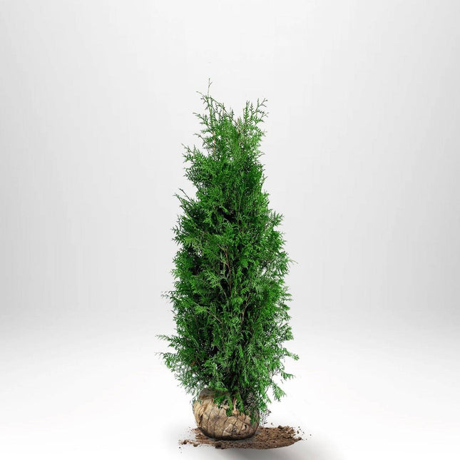 Köp Thuja Brabant 120-140 cm, RB » S Nunen Thuja Brabant