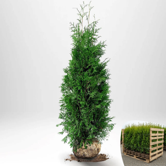 Thuja Brabant 120-140 cm, RB - » LQ