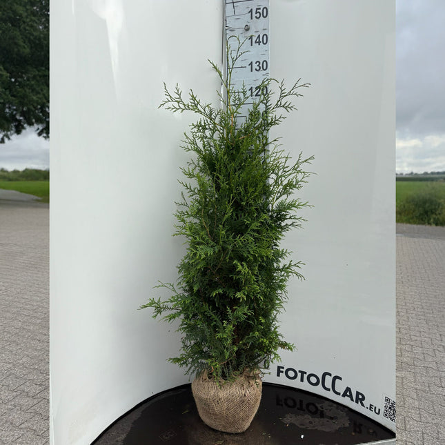 Thuja Brabant 120-140 cm, RB » S » Outlet