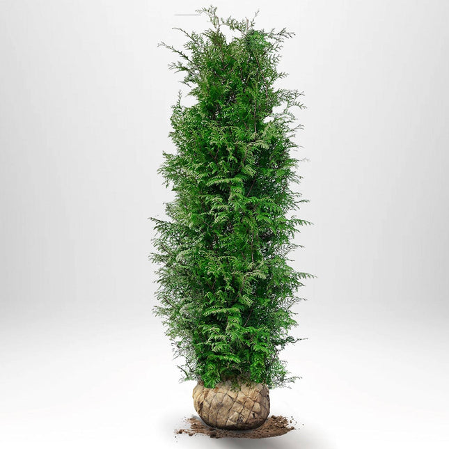 Köp Thuja Brabant 140-160 cm, RB » LQ Remco Thuja Brabant
