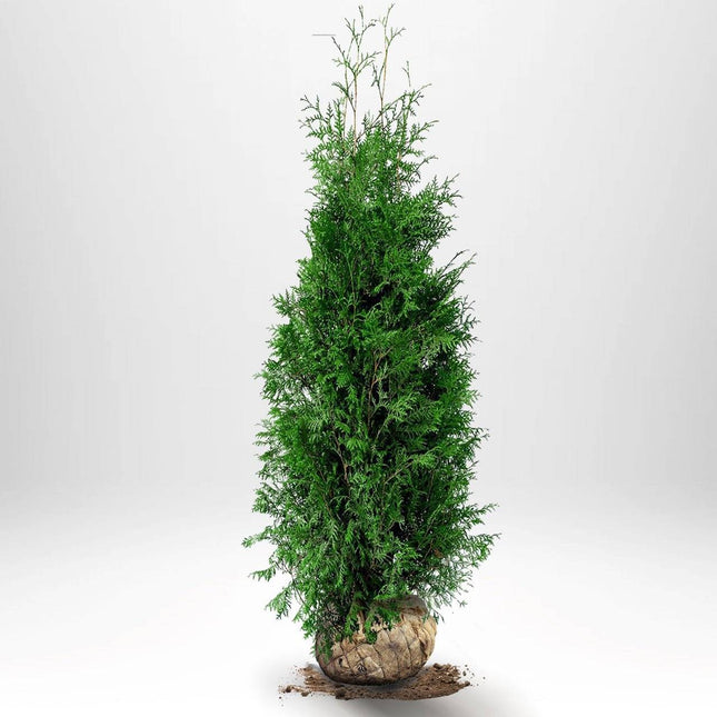 Köp Thuja Brabant 140-160 cm, RB » S Nunen Thuja Brabant