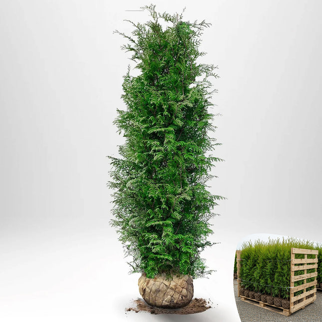 Thuja Brabant 140-160 cm, RB » LQ