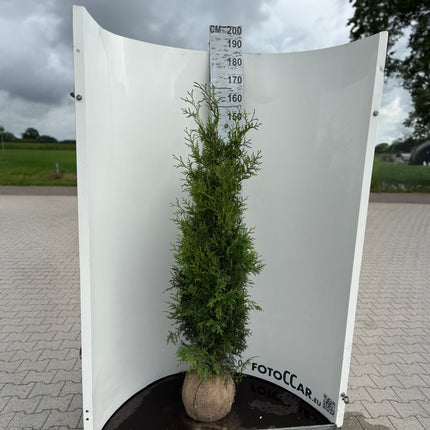 Thuja Brabant 140-160 cm, RB » S » Outlet