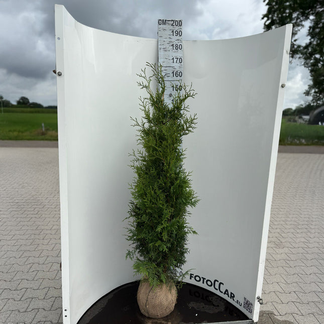 Thuja Brabant 140-160 cm, RB » S » Outlet