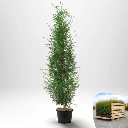Thuja Brabant 140-160 cm, Co 10 » A