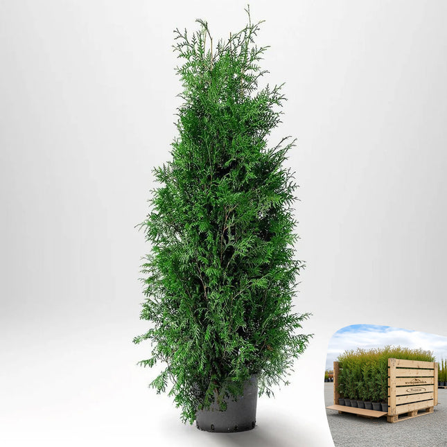 Thuja Brabant 140-160 cm, Co 12 » LQ