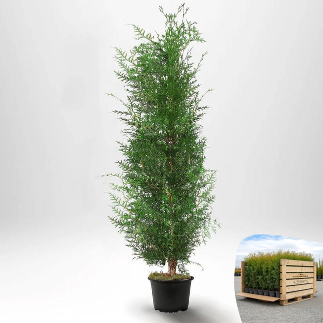 Thuja Brabant 160-180 cm, Co 10 » A